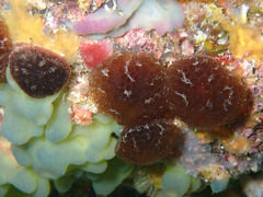 Aplidium fuscum