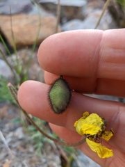 Papaver pseudocanescens
