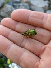 Papaver pseudocanescens