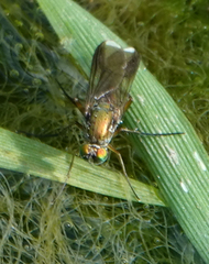 Poecilobothrus nobilitatus