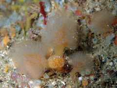 Aplidium punctum