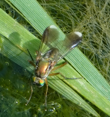 Poecilobothrus nobilitatus