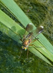 Poecilobothrus nobilitatus