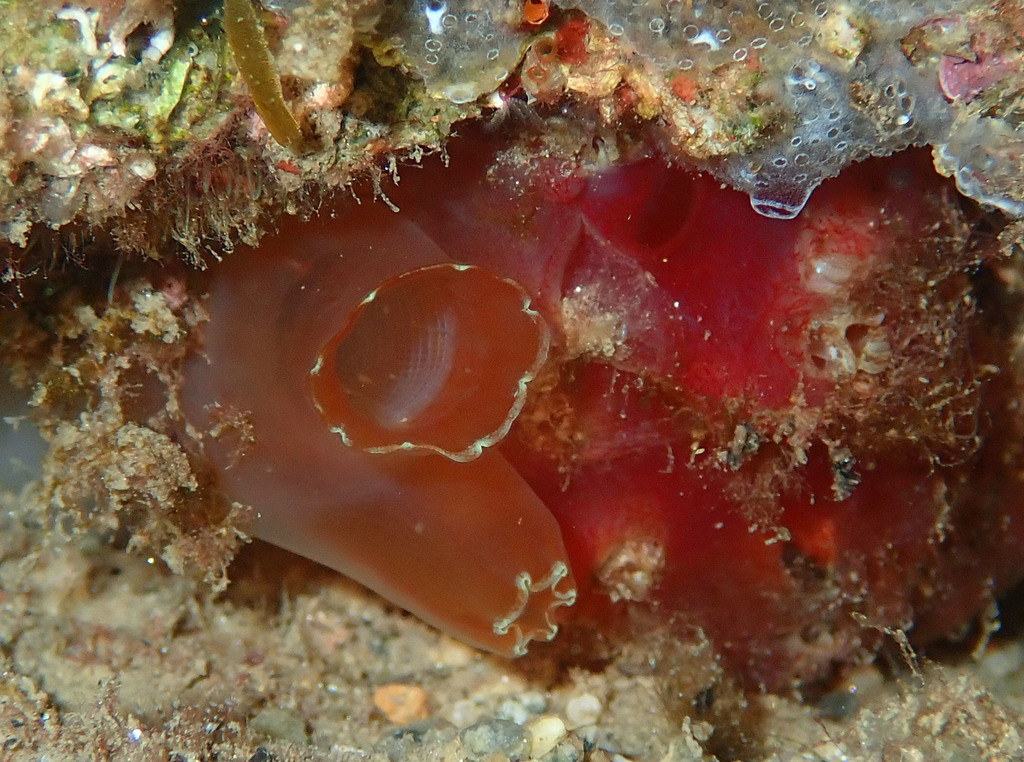 Ciona roulii
