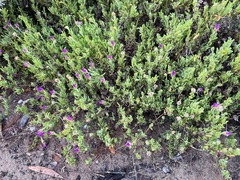 Drosanthemum intermedium