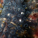Jelly Crust Tunicate - Photo (c) Sylvain Le Bris, some rights reserved (CC BY-NC), uploaded by Sylvain Le Bris