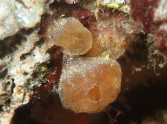 Distaplia magnilarva