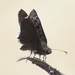 photo of Mournful Duskywing (Erynnis tristis)