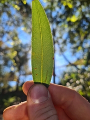 Angophora crassifolia