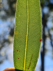 Angophora crassifolia