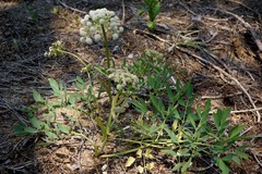 Angelica tomentosa
