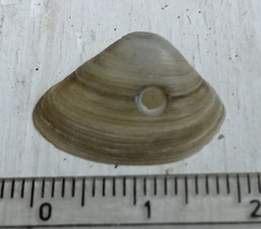 Mactra stultorum