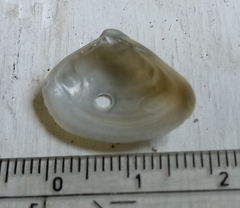 Mactra stultorum