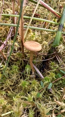 Cortinarius huronensis