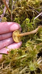 Cortinarius huronensis