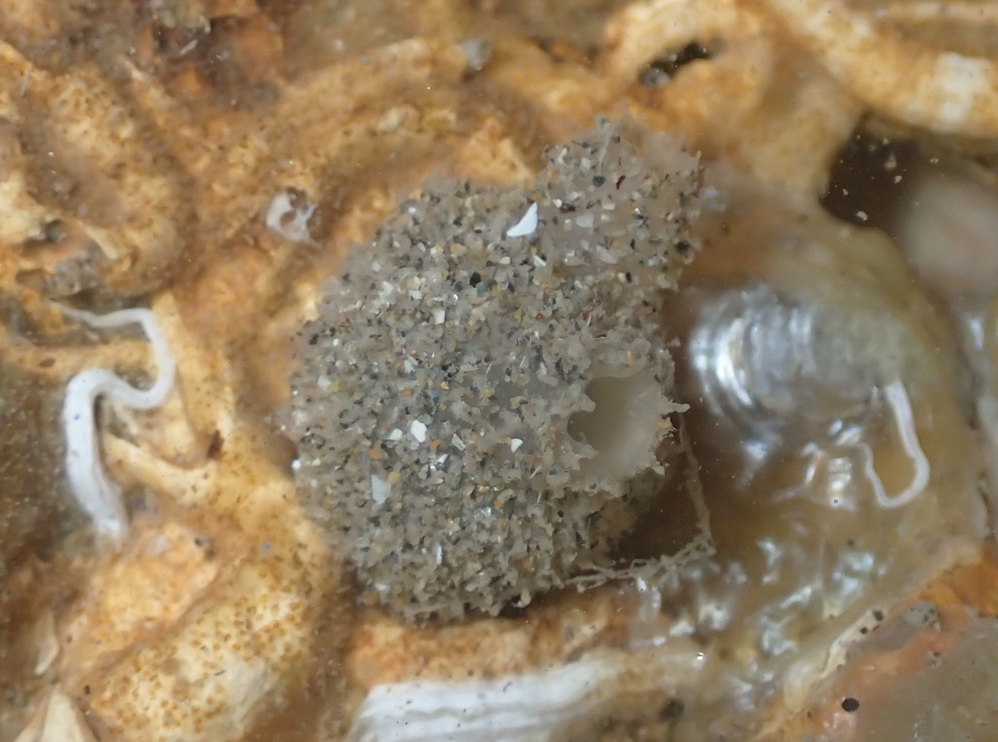 Molgula appendiculata Heller, 1877