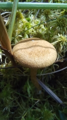 Cortinarius huronensis