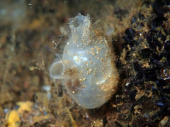 Molgula manhattensis