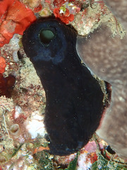 Phallusia fumigata