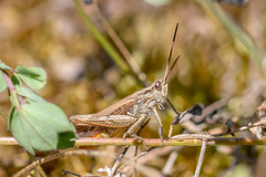 Chorthippus brunneus