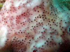 Polysyncraton lacazei