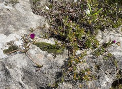 Drosanthemum intermedium