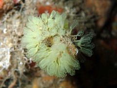 Pycnoclavella communis