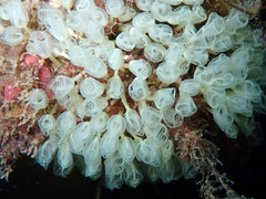Pycnoclavella communis