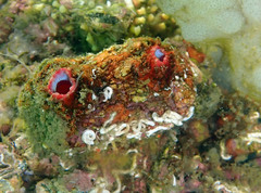 Pyura dura