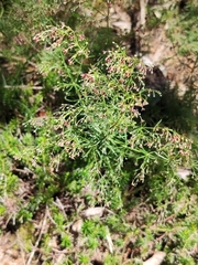 Asperula purpurea