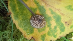 Entoloma cyanulum