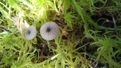 Entoloma cyanulum