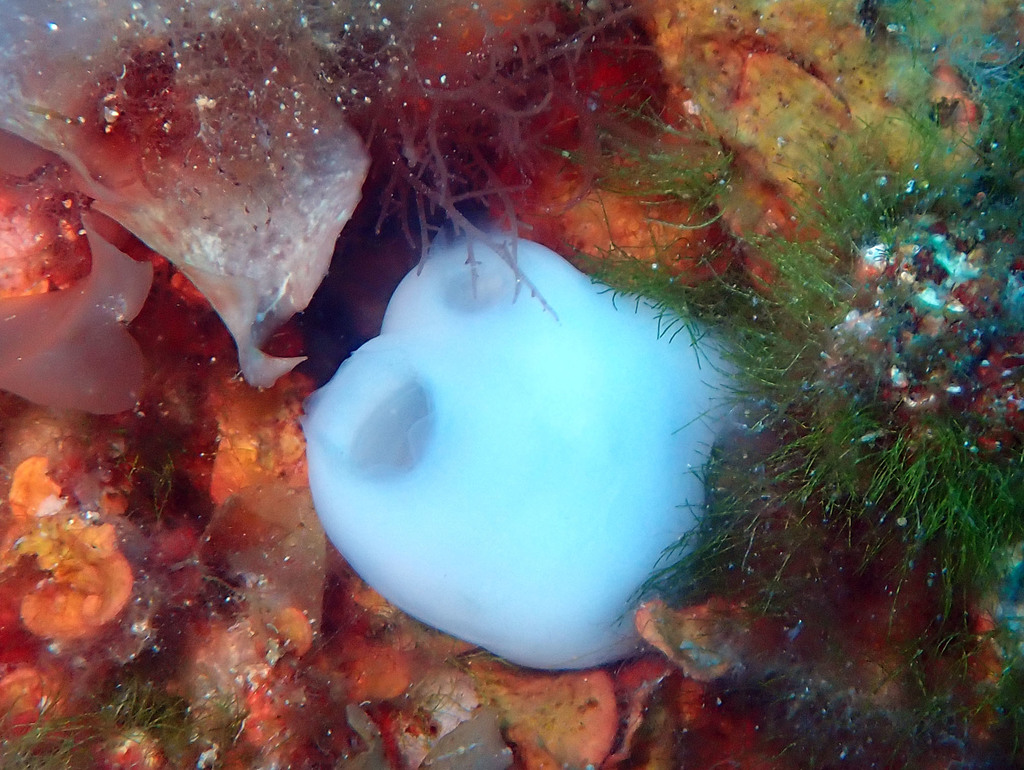 Bluish Club-Shaped Ascidian