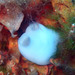 Bluish Club-shaped Ascidian - Photo (c) Sylvain Le Bris, some rights reserved (CC BY-NC), uploaded by Sylvain Le Bris