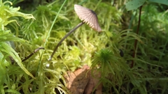 Entoloma cyanulum