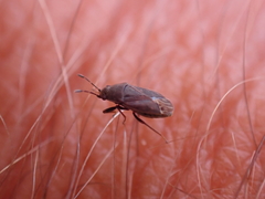 Stygnocoris fuligineus