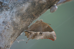 Charaxes varanes