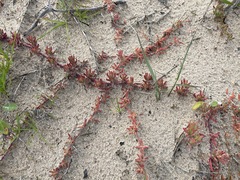 Mesembryanthemum canaliculatum