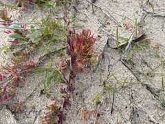 Mesembryanthemum canaliculatum