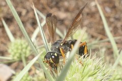 Cerceris tuberculata