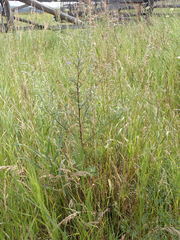 Artemisia mongolica