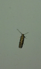 Oinophila v-flava