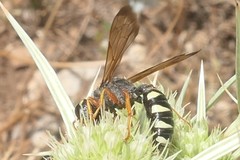 Cerceris tuberculata