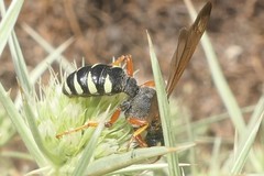 Cerceris tuberculata