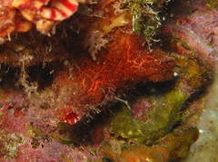 Pyura microcosmus
