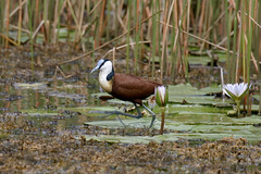 Actophilornis africanus