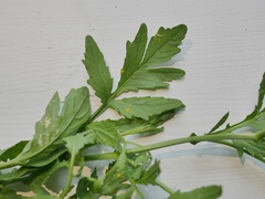 Rorippa sylvestris