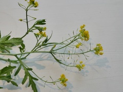 Rorippa sylvestris