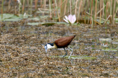 Actophilornis africanus