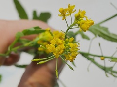 Rorippa sylvestris
